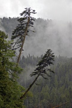 Coastal rainforest, near Hartley Bay, Queen Charlotte Strait, British Columbia, Canada