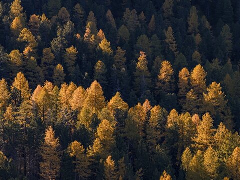 Larch, larch forest, autumn, autumn color, morning light, aerial view, Morteratsch Valley, Engadin, Switzerland