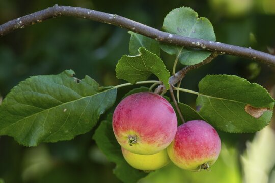 Red-yellow apples (Malus) hanging on a branch, Finland