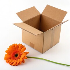 An open cardboard box with an orange gerbera daisy isolated on white background