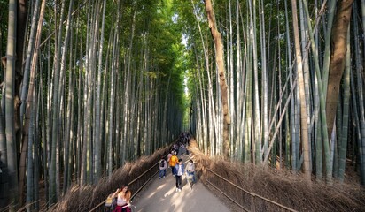 Visitors on their way through bamboo forest, towering bamboo trunks in Arashiyama bamboo forest, Kyoto, Japan