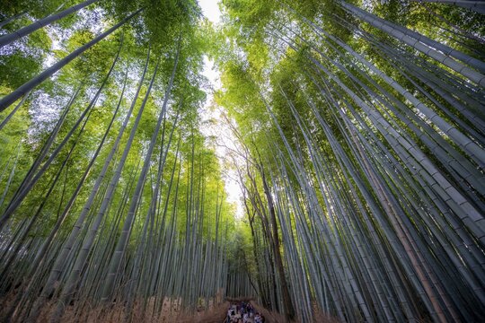 Towering bamboo stems in Arashiyama bamboo forest, Kyoto, Japan
