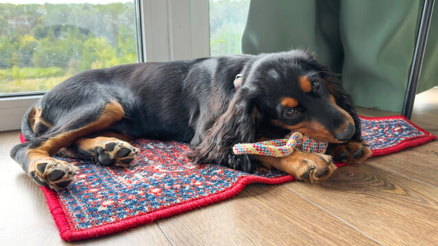 Russian hunting spaniel puppy with black and tan fur lying on a colorful rug by the window and chewing a rope toy. Concept of comfort, playtime, pet relaxation, and cozy home atmosphere