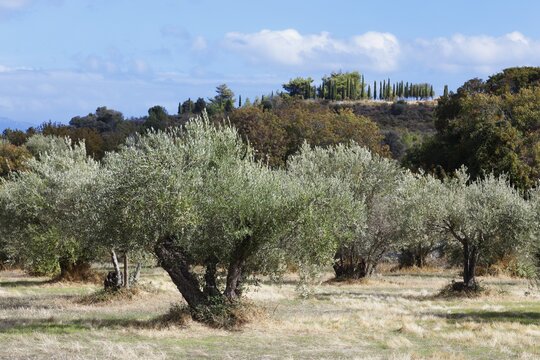 Plantation old olive trees, olive tree, behind cypresses, near western excavations, town of Kos, island of Kos, Dodecanese Islands, Greece