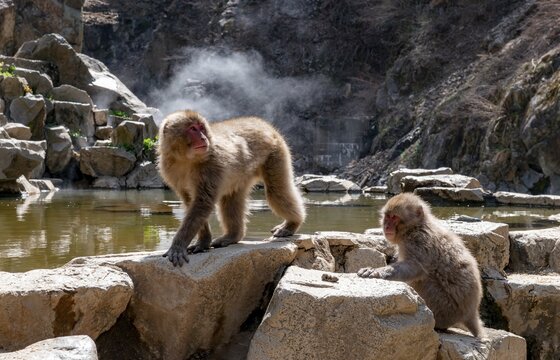 Japanese macaques (Macaca fuscata), on rocks near water, Yamanouchi, Nagano Prefecture, Honshu Island, Japan