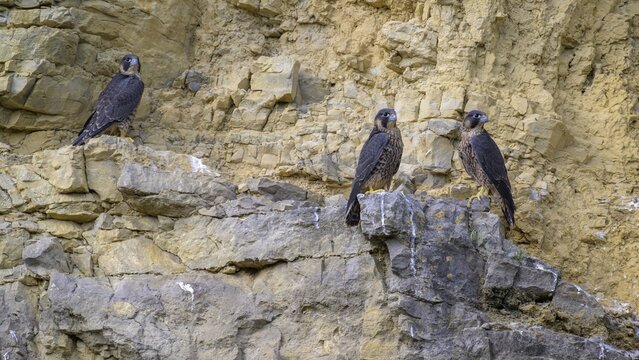 Peregrine falcon (Falco peregrinus), Peregrine falcon, young birds resting in a rock face, biosphere area, Swabian Jura, Baden-W&uuml;rttemberg, Germany