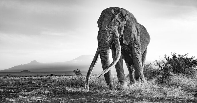 African elephant (Loxodonta africana), the famous Super Tusker elephant Craig, old bull elephant with big tusks, in picturesque landscape with the summit of Mount Kilimanjaro, in atmospheric evening light, black and white, Amboseli, Kenya