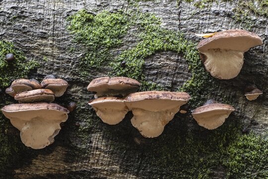 Hardwood resin porling (Ischnoderma resinosum), Emsland, Lower Saxony, Germany
