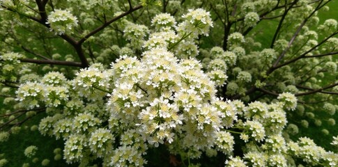 Sun Dappled Locust Tree Branches Laden with White Fragrant Blossoms Medium shot of thick, gnarled locust tree branches heavily laden with clusters of cascading white locust blossoms. Sunlight filters