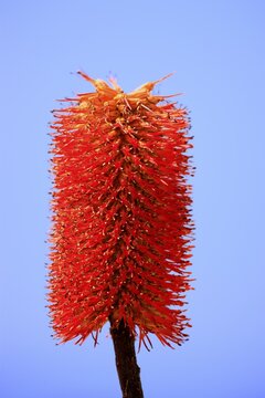 Aloe (Aloe dawei), flowering, California, USA