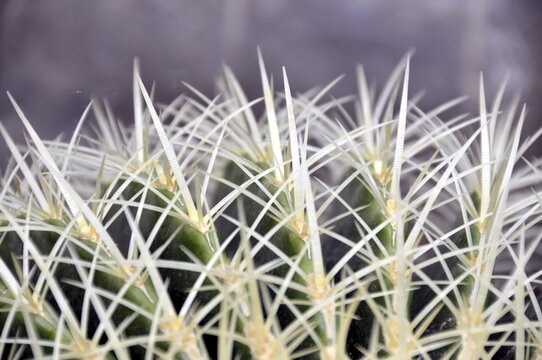 Golden globe cactus, Echinocactus grusonii, mother-in-law's chair, Mexico