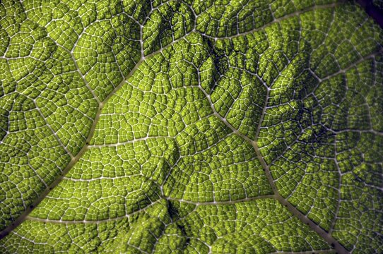 Mammoth leaf, Gunneratinctoria, Chile