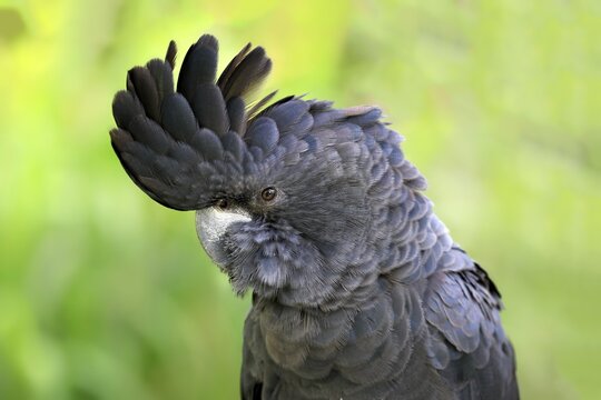 Banks' cockatoo (Calyptorhynchus banksii), portrait, Australia