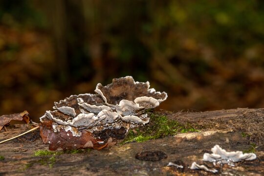 close up of smoky polypore fungus growing on a tree trunk with blurred autumn coloured leaves in the background