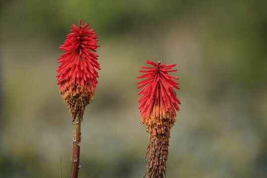Crested torch lily (Kniphofia uvaria), Tritome, flower, flowering, Kirstenbosch Botanical Gardens, Cape Town, South Africa