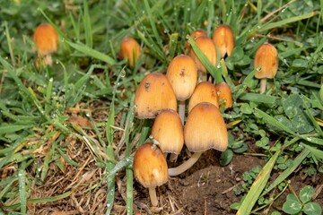 raindrops on mica cap a species of Coprinellus mushroom