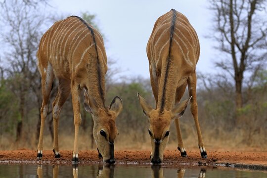 Nyala (Tragelaphus angasii), adult, female, two females, drinking, at the water, Kruger National Park, Kruger National Park, Kruger National Park South Africa