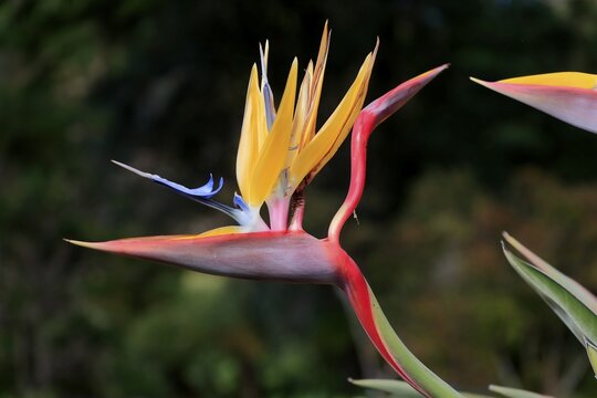 Bird of paradise flower (Strelitzia reginae), flower, in bloom, Kirstenbosch Botanical Gardens, Cape Town, South Africa