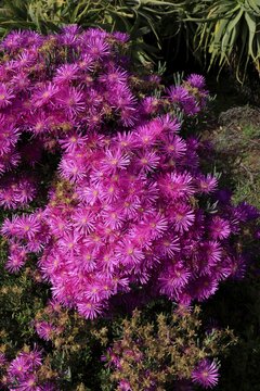 Midday flower (Delosperma), flower, in bloom, Kirstenbosch Botanical Gardens, Cape Town, South Africa