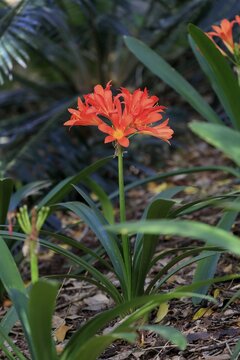 Clivia (Clivia miniata), flower, flowering, flower, in spring, Kirstenbosch Botanical Gardens, Cape Town, South Africa