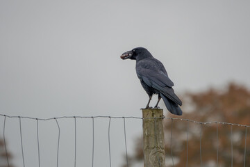 the carrion crow corvus corone a passerine bird of the family corvidae perched on a fence post with acorns in beak