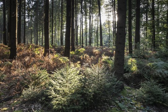 Bracken fern (Pteridium aquilinum) in spruce forest, Emsland, Lower Saxony, Germany