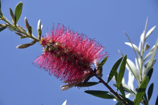Bottlebrush, Callistemon, Australia