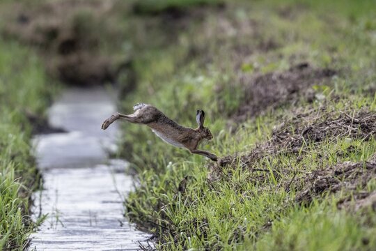 European hare (Lepus europaeus) jumping over a ditch, Emsland, Lower Saxony, Germany