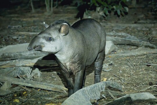 Brazilian tapir (Tapirus terrestris) in the tropical forest at night, Alta Floresta, Amazon, Brazil