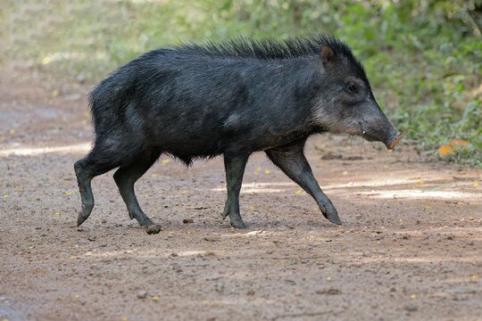 White-lipped Peccary (Tayassu pecari) crossing a forest track, Alta Floresta, Amazon, Brazil