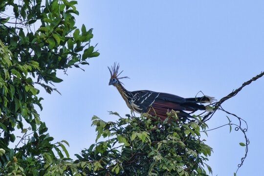 Hoatzin or Andean Coot (Opisthocomus hoazin) perched on a branch in the tropical forest, Alta Floresta, Amazon, Brazil