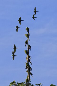 Red Bellied Macaws (Orthopsittaca manilatus) perched on a tree in the tropical forest and a flock flying over, Alta Floresta, Amazon, Brazil