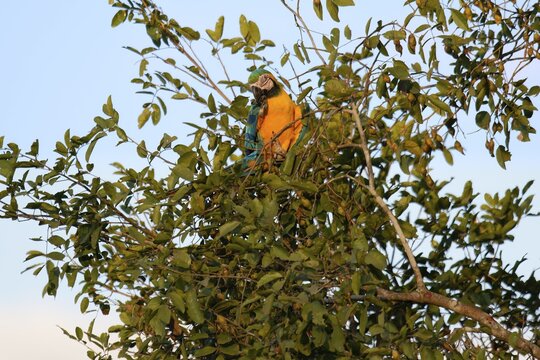 Blue-and-yellow Macaw (Ara Ararauna) in a tree in the tropical forest, Alta Floresta, Amazon, Brazil