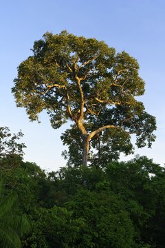 Harpy Eagle nest in a Brazil nut tree (Bertholletia excelsa) at sunrise, Alta Floresta, Amazon, Brazil