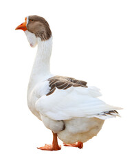 Goose isolated on white background