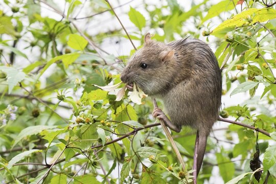 A juvenile Norway rat (Rattus norvegicus) clings to a twig and nibbles on a leaf in the midst of green vegetation, Hesse, Germany