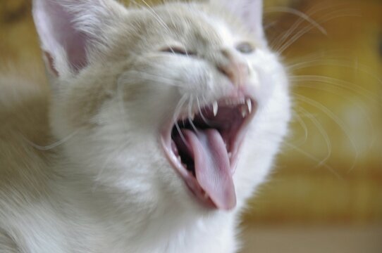 Yawning two-month-old domestic cat (Felis silvestris f. catus), kitten