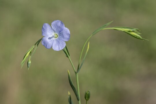Flax (Linum ustatissimum), Emsland, Lower Saxony, Germany