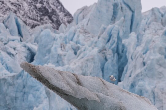 Glaucous Gull (Larus hyperboreus) on an iceberg, in the background edge of Monacobreen, Liefdefjord, Woodfjord area, Spitsbergen Island, Svalbard and Jan Mayen archipelago, Norway