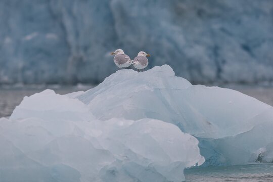 Glaucous gulls (Larus hyperboreus) on an iceberg, in the background edge of Monacobreen, Liefdefjord, Woodfjord area, Spitsbergen Island, Svalbard and Jan Mayen archipelago, Norway