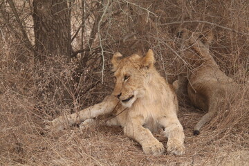 Naklejka premium 2025-09-06 Tanzania Ngorongoro Conservation Area