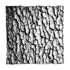 Detailed monochrome illustration of a square section of tree bark with deep ridges and rough texture
