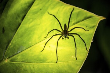 Creepy night shot, silhouette of a spider from below on a leaf, Getazi comb spider or Getazi banana spider (Cupiennius tazi), adult male sitting on a leaf at night, Alajuela province, Costa Rica