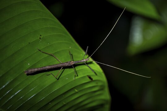 Stick insect (Phasmatodea) sitting on a leaf, at night in the tropical rainforest, Refugio Nacional de Vida Silvestre Mixto Bosque Alegre, Alajuela province, Costa Rica