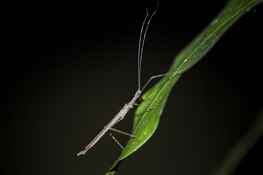 Stick insect (Phasmatodea) sitting on a leaf, at night in the tropical rainforest, Refugio Nacional de Vida Silvestre Mixto Bosque Alegre, Alajuela province, Costa Rica