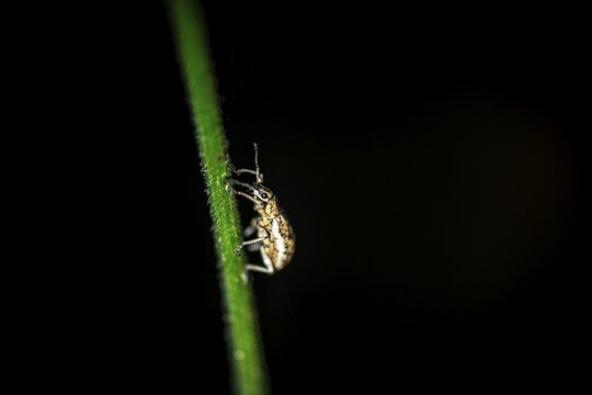 Weevil (Exophthalmus) sitting on a stem at night, at night in the tropical rainforest, Refugio Nacional de Vida Silvestre Mixto Bosque Alegre, Alajuela province, Costa Rica