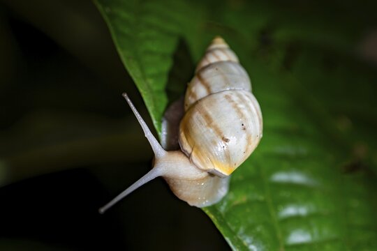 Snail with snail shell (Gastropoda) on a leaf at night in the tropical rainforest, Refugio Nacional de Vida Silvestre Mixto Bosque Alegre, Alajuela province, Costa Rica