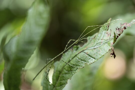 Green patterned stick insect (Phasmatodea) camouflaging itself on a leaf, Corcovado National Park, Osa Peninsula, Puntarena Province, Costa Rica