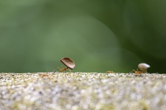 Leaf-cutter ant (Atta cephalotes) carrying a piece of leaf, Corcovado National Park, Osa Peninsula, Puntarena Province, Costa Rica
