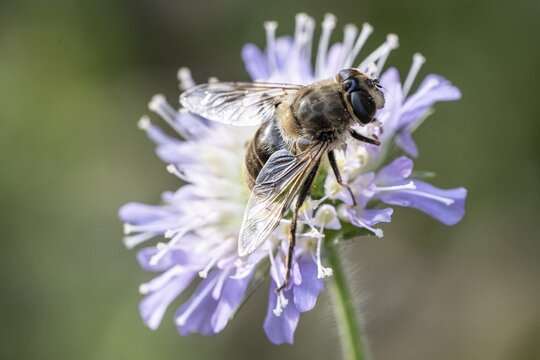 Drone fly (Eristalis interrupta) on water mint (Mentha aquatica), Emsland, Lower Saxony, Germany